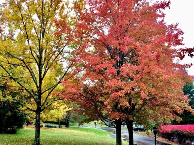 Fall-Trees-Rain