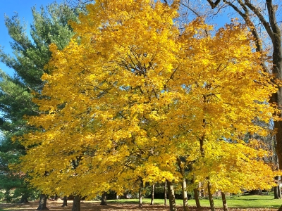 Fall-Trees-Yellow