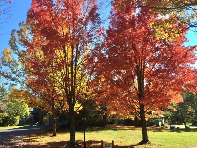 Fall-Trees