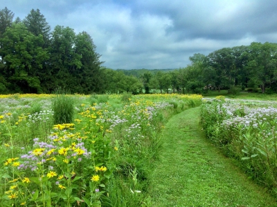 Meadow-Trail-1