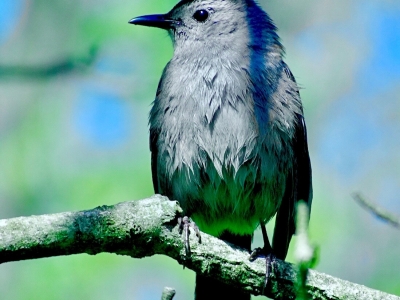 Catbird