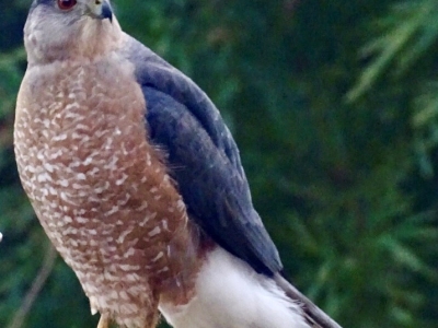 Coopers-Hawk