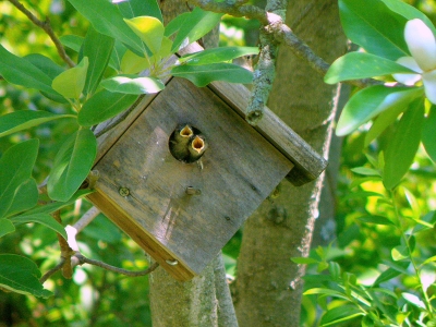 House wren chicks, the day they fledged.