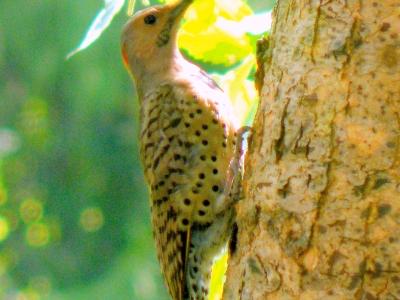  Northern  Flicker