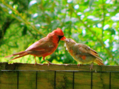  Cardinal and chick