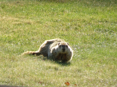  Groundhog on the grounds.