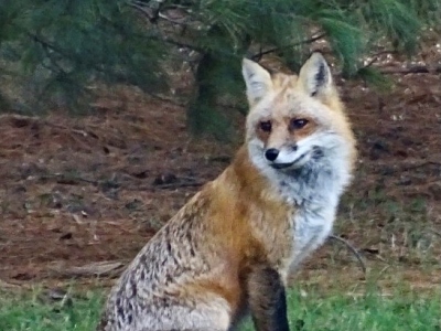 Red-Fox