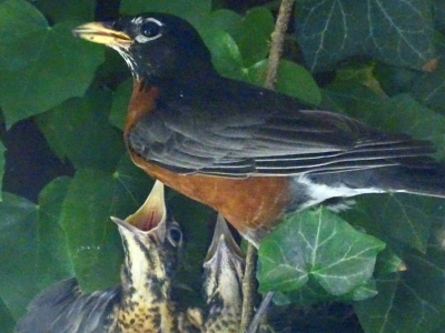 Robin-Family