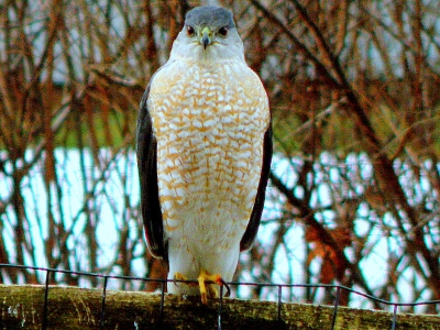  Cooper's Hawk