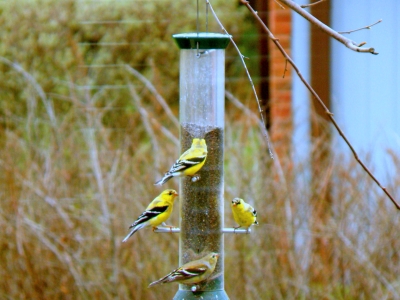  Goldfinches