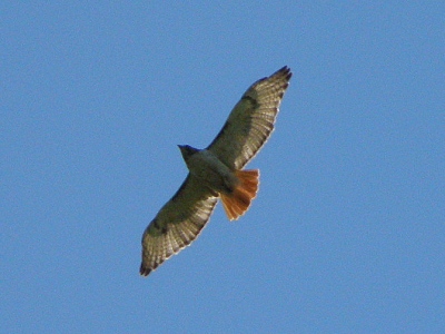  Red-tailed Hawk