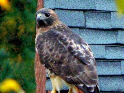  Red-tailed Hawk