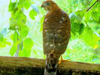  Juvenile Cooper's Hawk