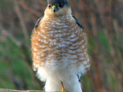  Sharp-shinned Hawk