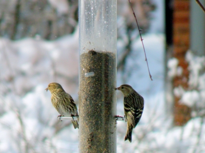  Pine Siskins