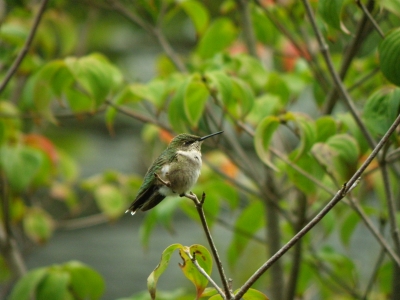  Ms. Ruby Throated Hummingbird