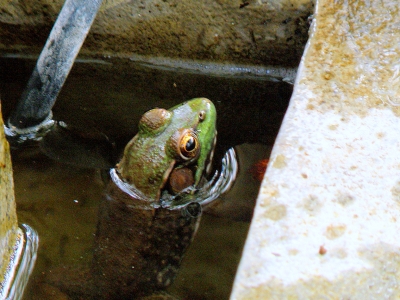  Frog in a fountain