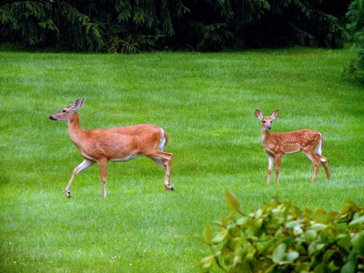  Mother & Child