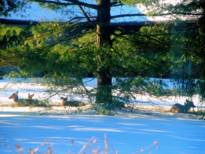  Winter Bed