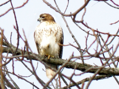  Broad-winged Hawk