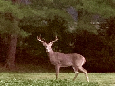 Buck photographed by Margee Harper