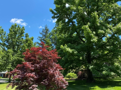 Spring-Trees-and-Lawn-2