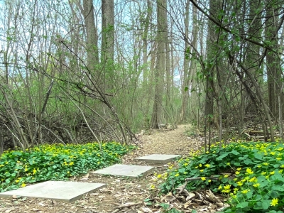 Wooded-Trail-3