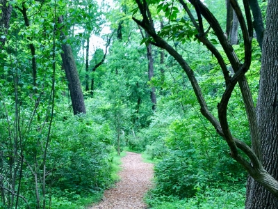 Wooded-Trail-7