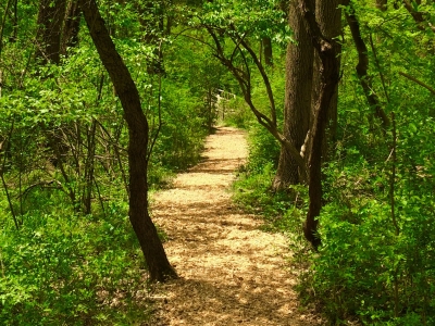 Wooded-Trail-8